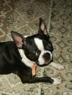 Boston Terrier