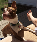 Buddy