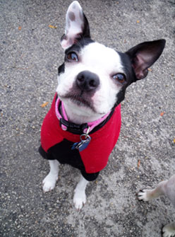 Boston Terrier