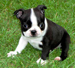 Boston Terrier