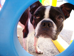 Boston Terrier